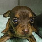 ブリーダー　子犬販売の専門店　AngelWan　雑種　MIX　チワワ　ミニチュアピンシャー