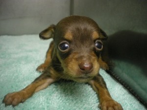 ブリーダー　子犬販売の専門店　AngelWan　雑種　横浜　湘南　町田　相模原　小田原
