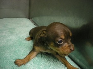 ブリーダー　子犬販売の専門店　AngelWan　雑種　東京　神奈川　千葉　埼玉