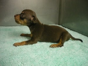 ブリーダー　子犬販売の専門店　AngelWan　雑種　全国発送可能　小型犬