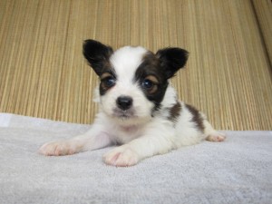 ブリーダー　子犬販売の専門店　AngelWan　パピヨン　横浜　藤沢　小田原　茅ヶ崎