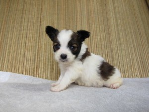 ブリーダー　子犬販売の専門店　AngelWan　パピヨン　室内犬　ペット