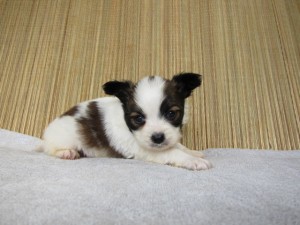 ブリーダー　子犬販売の専門店　AngelWan　パピヨン　神奈川　東京　千葉　埼玉