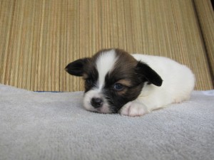 ブリーダー　子犬販売の専門店　AngelWan　パピヨン　極小　神奈川県　横浜市