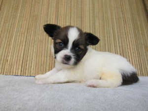 ブリーダー　子犬販売の専門店　AngelWan　パピヨン　極小　戸塚区　泉区　横浜市