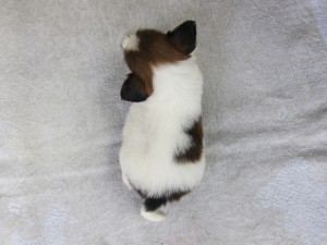 ブリーダー　子犬販売の専門店　AngelWan　パピヨン　極小　横浜　町田　全国発送