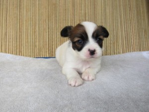 ブリーダー　子犬販売の専門店　AngelWan　横浜　パピヨン　全国発送可能