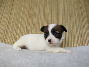 ブリーダー　子犬販売の専門店　AngelWan　横浜　パピヨン　全国発送可能　小ぶり