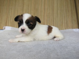 ブリーダー　子犬販売の専門店　AngelWan　横浜　パピヨン　横浜　戸塚区　泉区