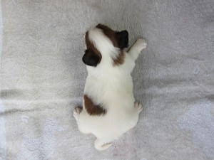 ブリーダー　子犬販売の専門店　AngelWan　横浜　パピヨン　東京　神奈川　千葉　埼玉