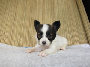 ブリーダー　子犬販売の専門店　AngelWan　ペットショップ　横浜　町田　相模原