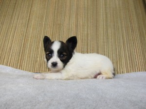 ブリーダー　子犬販売の専門店　AngelWan　パピヨン　小型犬　東京　千葉　埼玉　神奈川