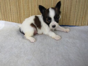 ブリーダー　子犬販売の専門店　AngelWan　パピヨン　小ぶり　東京　千葉　埼玉　神奈川