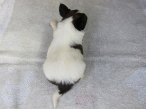 ブリーダー　子犬販売の専門店　AngelWan　横浜市　戸塚区　泉区　パピヨン