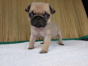 パグ 良血統 ぶさかわ ブヒ フォーン パグ ブリーダー 子犬販売の専門店 AngelWan 小型犬 短毛