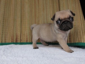 パグ しわ 鼻ぺちゃ かわいい パグ ブリーダー 子犬販売の専門店 AngelWan 室内犬 BUHI