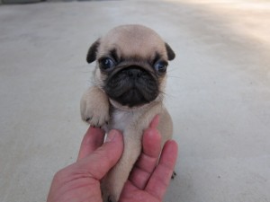 パグ こいぬ ブリーダー 出産情報 パグ ブリーダー 子犬販売の専門店 AngelWan 神奈川県 横浜市 泉区 戸塚区