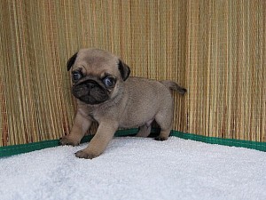 パグ　ブリーダー　子犬販売の専門店　AngelWan　横浜　川崎　小田原　湘南　町田