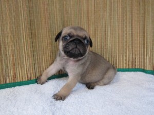 パグ　ブリーダー　子犬販売の専門店　AngelWan　東京　神奈川　千葉　埼玉