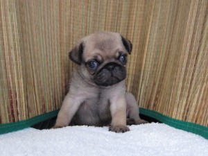 パグ　ブリーダー　子犬販売の専門店　AngelWan　全国発送可能