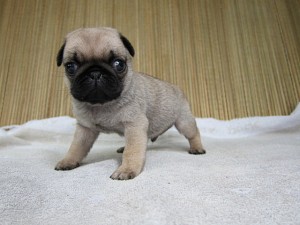 パグ こいぬ ブリーダー ブリーダー 子犬販売の専門店 AngelWan パグ フォーン 神奈川県 全国発送