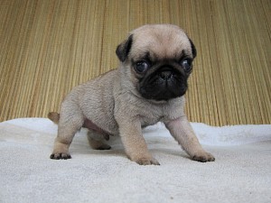 パグ ぶさかわ フォーン 良血統 ブリーダー 子犬販売の専門店 AngelWan パグ フォーン 鼻ぺちゃ 横浜