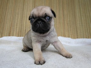 パグ 鼻ぺちゃ こいぬ ブリーダー ブリーダー 子犬販売の専門店 AngelWan パグ 横浜市 戸塚区 泉区 港南区