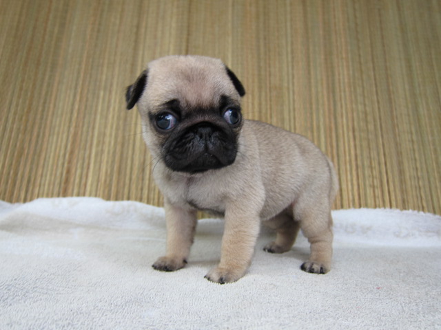 パグ AW050009-ブリーダーの子犬・子猫販売☆AngelWan☆