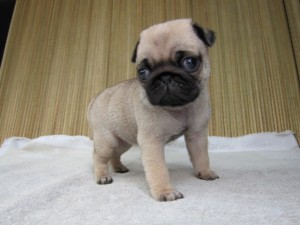 パグ こいぬ ♀ ブリーダー ブリーダー 子犬販売の専門店 AngelWan パグ 全国発送可能