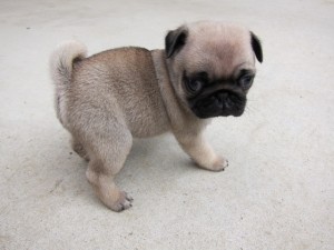 パグ こいぬ ブサカワ ブリーダー 子犬販売の専門店 AngelWan パグ 神奈川 東京 千葉 埼玉