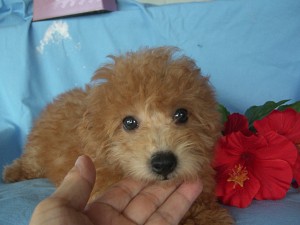 トイプードル 小ぶり メス こいぬ 子犬販売の専門店 AngelWan ブリーダー 横浜 トイプードル ドワーフタイプ