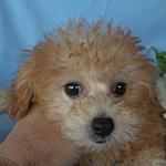 子犬販売の専門店　AngelWan　横浜　ブリーダー　トイプードル　ドワーフタイプ