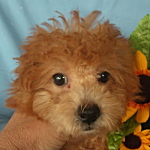 トイプードルの子犬 アプリコット 子犬販売の専門店 AngelWan ブリーダー ペットショップ