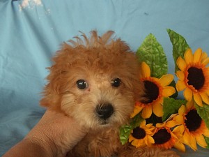 トイプードル 小ぶり こいぬ ドワーフタイプ 子犬販売の専門店 AngelWan ブリーダー ペットショップ トイプードル ドワーフタイプ