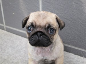 パグ　ブリーダー　子犬販売の専門店　AngelWan　横浜　全国発送可能