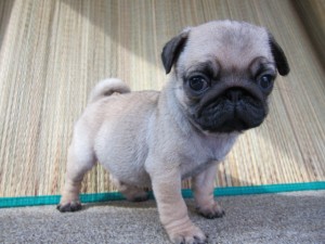 パグ　ブリーダー　子犬販売の専門店　AngelWan　横浜市　戸塚区　泉区　栄区　南区