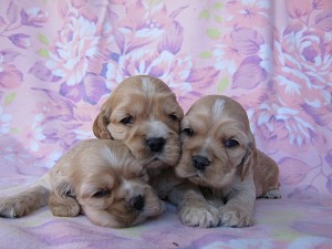 アメリカンコッカースパニエル　ブリーダー　子犬販売の専門店　AngelWan　横浜