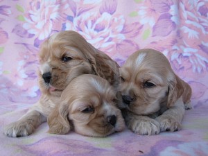 アメリカンコッカー　ブリーダー　子犬販売の専門店　AngelWan　東京　神奈川　千葉