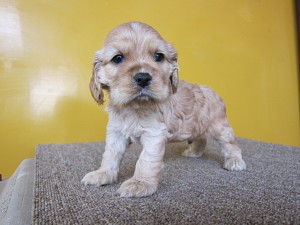 アメリカンコッカースパニエル　ブリーダー　子犬販売の専門店　AngelWan　横浜