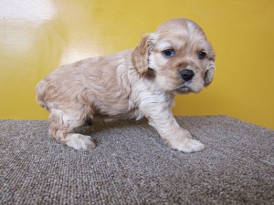 アメリカンコッカースパニエル　ブリーダー　子犬販売の専門店　AngelWan　全国発送可能