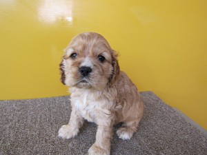 アメリカンコッカースパニエル　中型犬　東京　神奈川　千葉　埼玉　ショードッグ