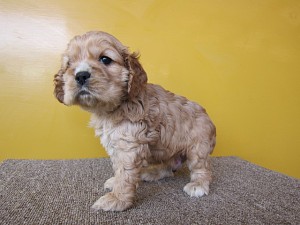 アメリカンコッカースパニエル　バフ　東京　神奈川　千葉　埼玉　静岡　ペットショップ