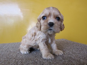 アメリカン・コッカー・スパニエル　横浜市　戸塚区　泉区　旭区　港南区　港北区