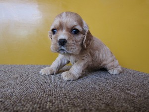 アメリカンコッカースパニエル　ブリーダー　子犬販売の専門店　AngelWan　神奈川
