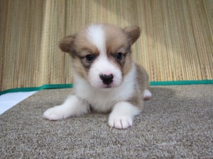 コーギー　ブリーダー　子犬販売の専門店　AngelWan　横浜市　戸塚区　泉区