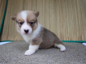 コーギー　ブリーダー　子犬販売の専門店　AngelWan　東京　神奈川　千葉　埼玉