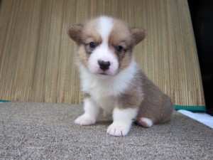 ブリーダー　子犬販売の専門店　AngelWan　ウェルシュコーギーペンブローク