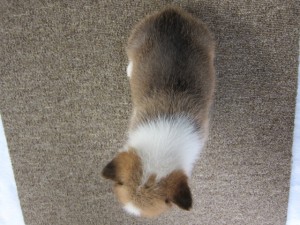 コーギー　ブリーダー　子犬販売の専門店　AngelWan　横浜