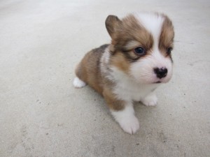 コーギー　ブリーダー　子犬販売の専門店　AngelWan　横浜市　戸塚区　泉区　旭区