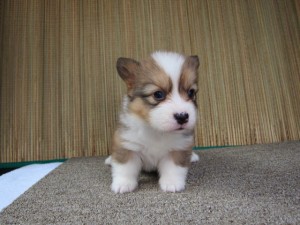 コーギー　ブリーダー　子犬販売の専門店　AngelWan　中型犬　長毛　ブレーズ